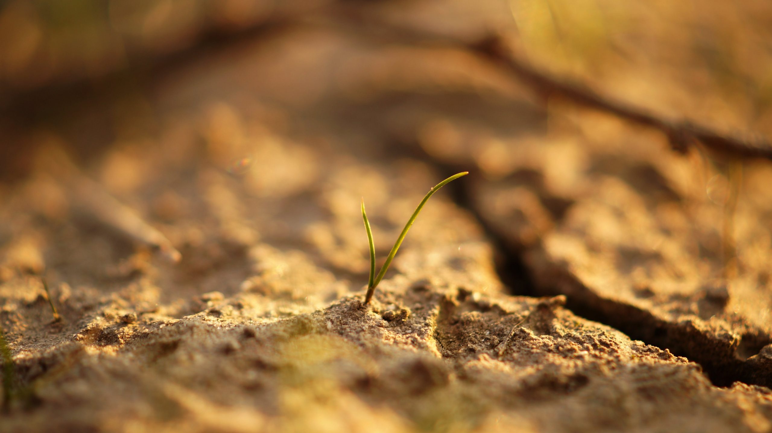 REMEDIATION OF SOIL