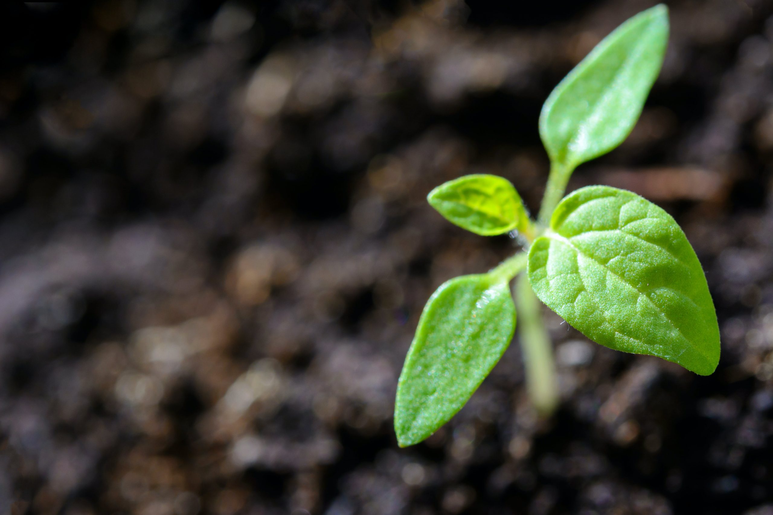 SOIL CHARACTERISTIC